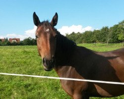 broodmare Florence (Württemberger, 2012, from Fragonard xx)