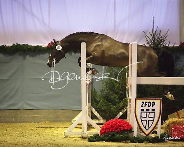 dressage horse Check up (German Riding Pony, 2012, from FS Daddy Cool)