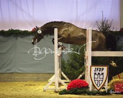 dressage horse Check up (German Riding Pony, 2012, from FS Daddy Cool)