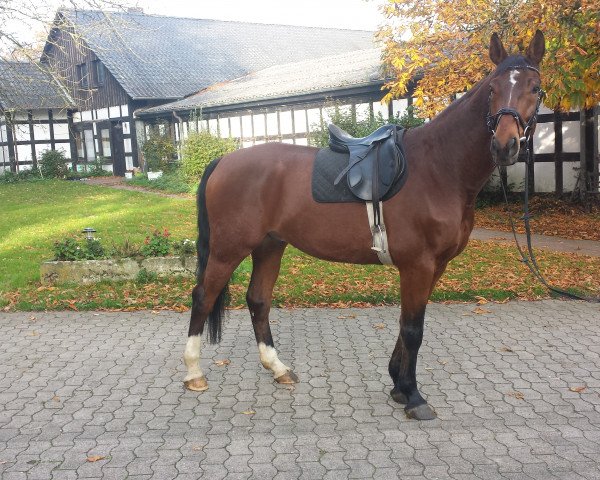 horse PATROS (Hanoverian, 2006, from Pommery)
