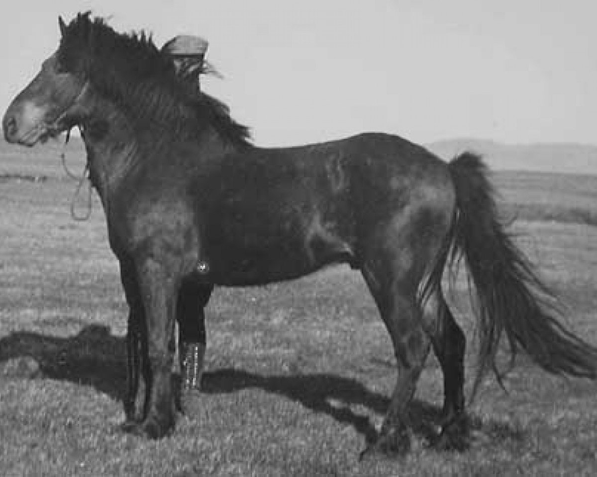 Deckhengst Skuggi frá Bjarnanesi I (Islandpferd, 1937, von Víkingur frá Árnanesi)