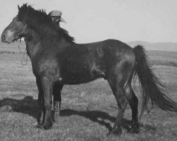 Deckhengst Skuggi frá Bjarnanesi I (Islandpferd, 1937, von Víkingur frá Árnanesi)