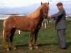 stallion Faxi frá Árnanesi (Iceland Horse, 1963, from Hrafn frá Árnanesi)