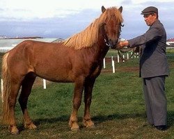 stallion Faxi frá Árnanesi (Iceland Horse, 1963, from Hrafn frá Árnanesi)