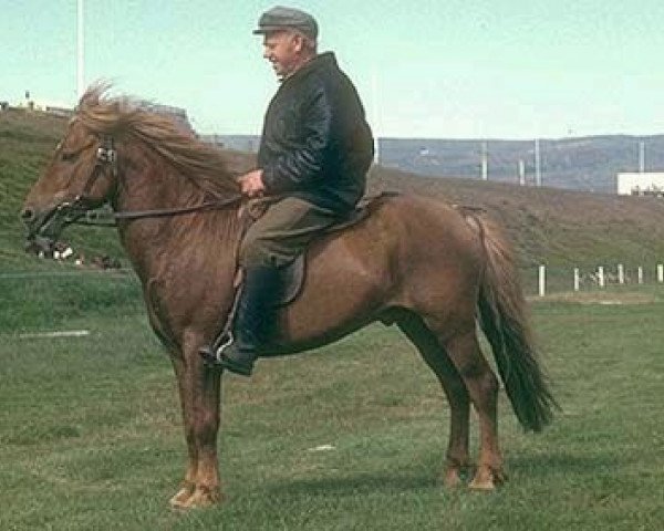 Deckhengst Geysir frá Árnanesi (Islandpferd, 1965, von Faxi frá Árnanesi)