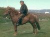 stallion Geysir frá Árnanesi (Iceland Horse, 1965, from Faxi frá Árnanesi)