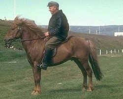 stallion Geysir frá Árnanesi (Iceland Horse, 1965, from Faxi frá Árnanesi)