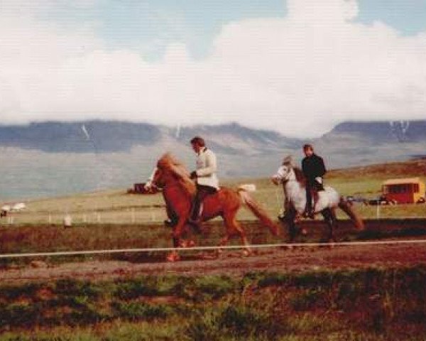 Deckhengst Mergur frá Syðra-Skörðugili (Islandpferd, 1977, von Stormur frá Eiðum)