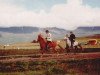 stallion Mergur frá Syðra-Skörðugili (Iceland Horse, 1977, from Stormur frá Eiðum)