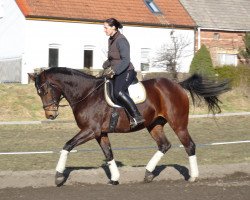 broodmare Bellisima 5 (Westphalian, 2010, from Belissimo NRW)