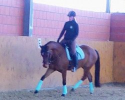 dressage horse Feingold CR (Westphalian, 2011, from Flanagan)