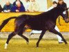 stallion Sandokan's Leonardo (Nederlands Welsh Ridepony, 2001, from Leandros Sirik)