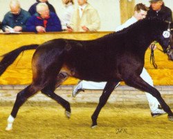 stallion Sandokan's Leonardo (Nederlands Welsh Ridepony, 2001, from Leandros Sirik)