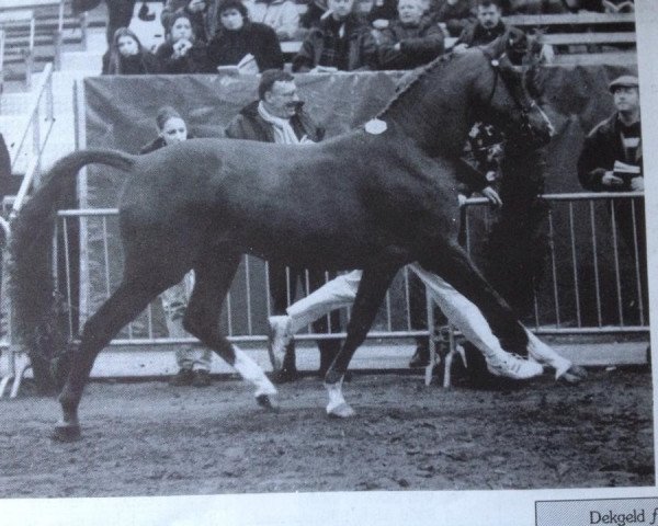 stallion Marieton's Jasper (Nederlands Welsh Ridepony, 1991, from Julio Mariner xx)