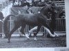stallion Marieton's Jasper (Nederlands Welsh Ridepony, 1991, from Julio Mariner xx)