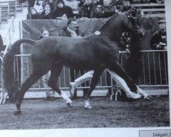 Deckhengst Marieton's Jasper (Nederlands Welsh Ridepony, 1991, von Julio Mariner xx)