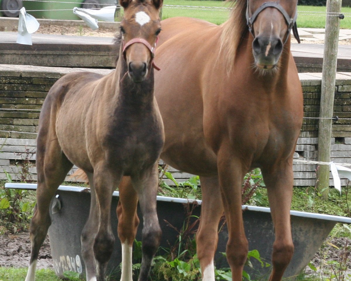 broodmare Sandokan's First Lady (Welsh Partbred, 1995, from Marieton's Jasper)