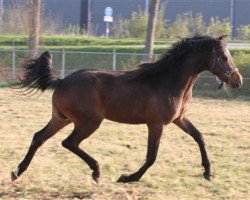 Dressurpferd Sandokan's Giovanni (Nederlands Welsh Ridepony, 2008, von Orchard Red Prince)