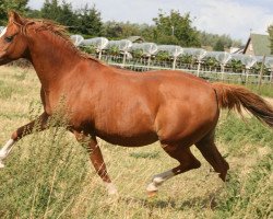 broodmare Dempsy Rebecca (Nederlands Welsh Ridepony, 1991, from Bokkesprong Czardas)