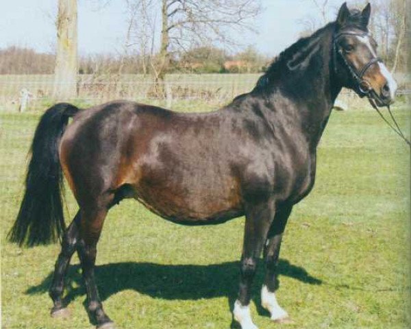 broodmare Anjershof Larissa (Nederlands Welsh Ridepony, 1998, from Anjershof Romeo)