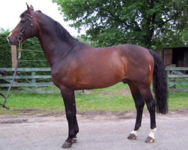 stallion Mille-Ramiro (KWPN (Royal Dutch Sporthorse), 1994, from Ramiro Z)