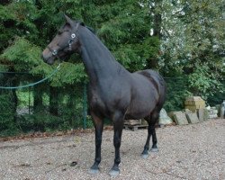 broodmare Kelle-Fomia (KWPN (Royal Dutch Sporthorse), 1992, from Nimmerdor)