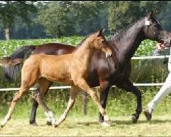 Zuchtstute Elle-Fomia (KWPN (Niederländisches Warmblut), 1986, von Ramiro Z)