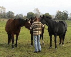 broodmare Hille-Fomia (KWPN (Royal Dutch Sporthorse), 1989, from Nimmerdor)