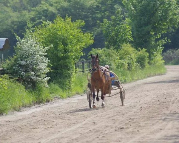 horse Queen of Paris (German trotters, 2010, from Pablo As (DE))