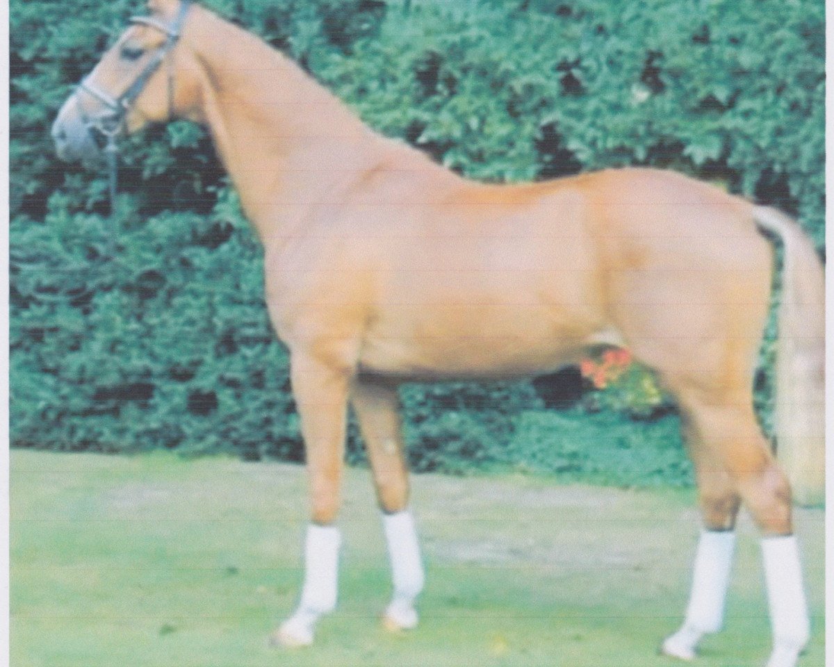 dressage horse Dancyn de Cologne (Hanoverian, 2011, from Dancier)