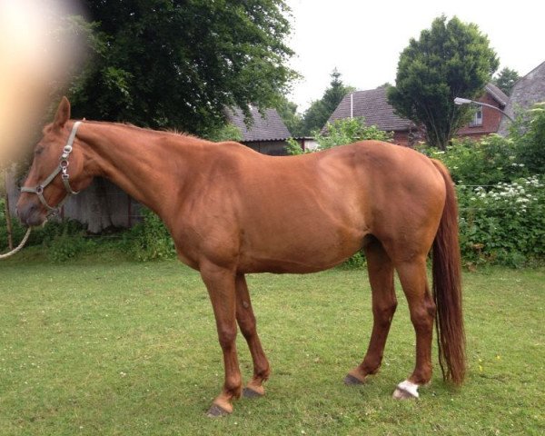 broodmare Fleurie rouge (Westphalian, 1997, from Fortissimo)