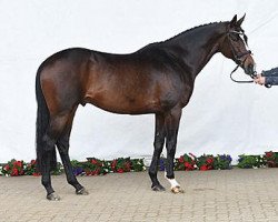 stallion Signum xx (Thoroughbred, 2003, from Kalatos xx)