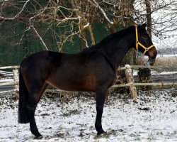 broodmare Stute von Hochadel (Hanoverian, 2009, from Hochadel)