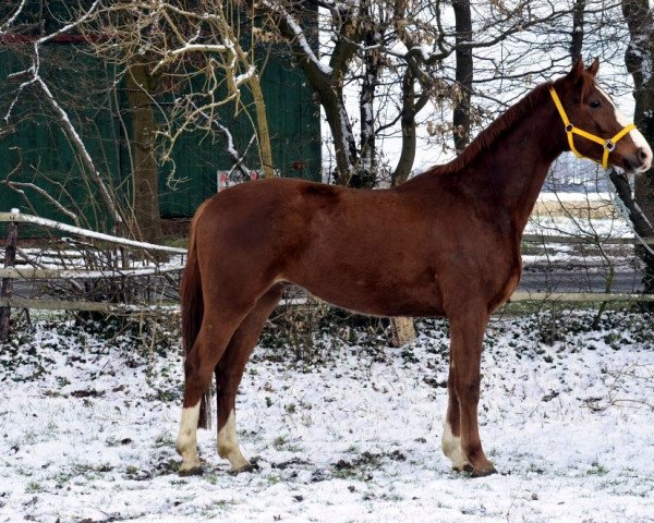 dressage horse Wallach von Floriscount (Hanoverian, 2012, from Fuechtels Floriscount OLD)