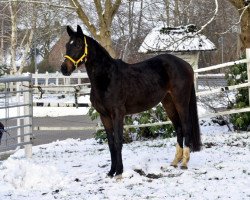 dressage horse Wallach von Fidertanz (Hanoverian, 2012, from Fidertanz)