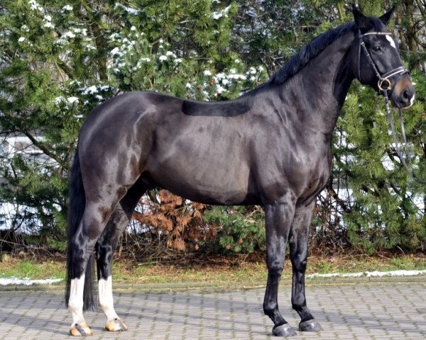 dressage horse Crusador (Hanoverian, 2004, from Don Crusador)