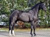 dressage horse Crusador (Hanoverian, 2004, from Don Crusador)