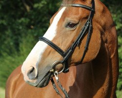 broodmare Pretty Woman (Hanoverian, 1991, from Pygmalion)