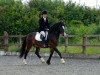 dressage horse Penddolfawr Llewelyn 88990 (GBR) (Welsh-Cob (Sek. D), 2010, from Penddolfawr Cardi)