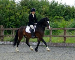 dressage horse Penddolfawr Llewelyn 88990 (GBR) (Welsh-Cob (Sek. D), 2010, from Penddolfawr Cardi)