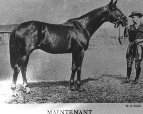 stallion Maintenant xx (Thoroughbred, 1913, from Maintenon xx)