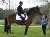 stallion Furzley First Aide (New Forest Pony, 1994, from Luckington Sportaide)