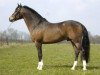 stallion Furzley Fox Trot (New Forest Pony, 2002, from Furzley First Aide)