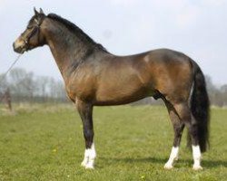 stallion Furzley Fox Trot (New Forest Pony, 2002, from Furzley First Aide)