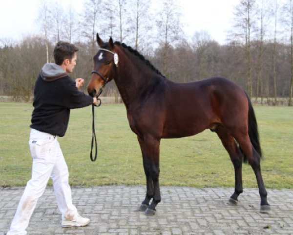 stallion Rivaldo H (New Forest Pony, 2007, from Kantje's Ronaldo)