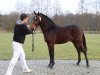 Deckhengst Rivaldo H (New-Forest-Pony, 2007, von Kantje's Ronaldo)