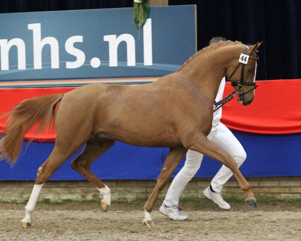 Springpferd Zadar van de Ijsseldijk (Niederländisches Pony, 2010, von Zodiak)