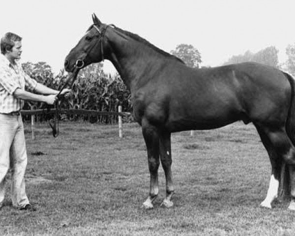 stallion Jurriaan (Royal Warmblood Studbook of the Netherlands (KWPN), 1968, from Compromise xx)
