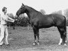 stallion Jurriaan (Dutch Warmblood, 1968, from Compromise xx)