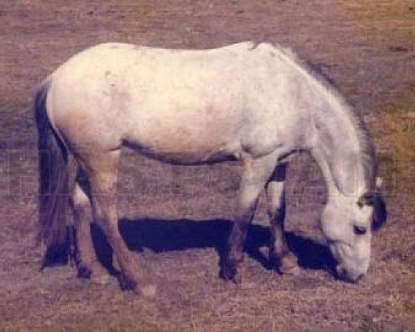 Zuchtstute Hejsan (Welsh Pony (Sek.B), 1970, von Waernanaes Cremello)